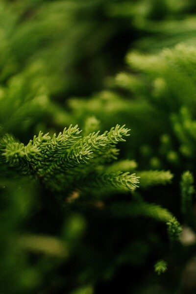 Link to: /naturopathic-services/functional-medicine