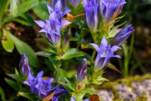gentian flower used for natural remedy