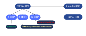 Estrogen Metabolism Graphic